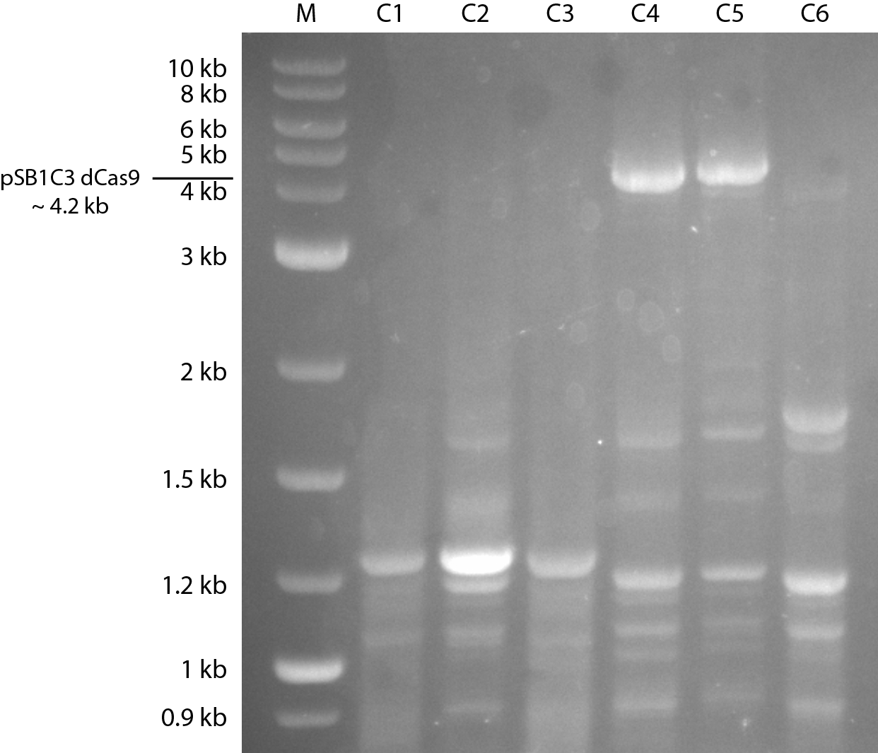 08092017 dcas9 colony pcr2crobbedmarked.png