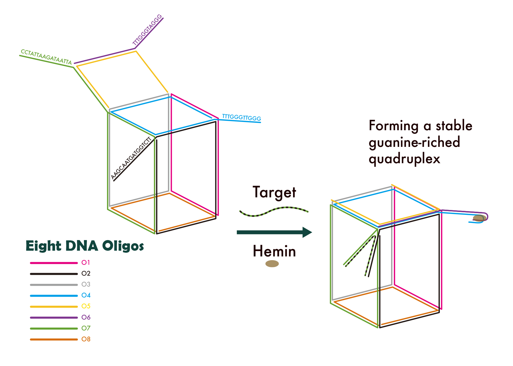 The nano-cube is designed according to Watson & Crick’s principle. Under guanine-riched sequence, it is able to bind with specific target strand to form a G-quadruplex. The G-quadruplex will enhance the peroxidase activity of hemin and lead to the peroxidation of 2,2'-azino-bis(3-ethylbenzothiazoline-6-sulphonic acid) (ABTS) giving a colorimetric signal. The degree of peroxidase activity indicates the concentration of the target.
