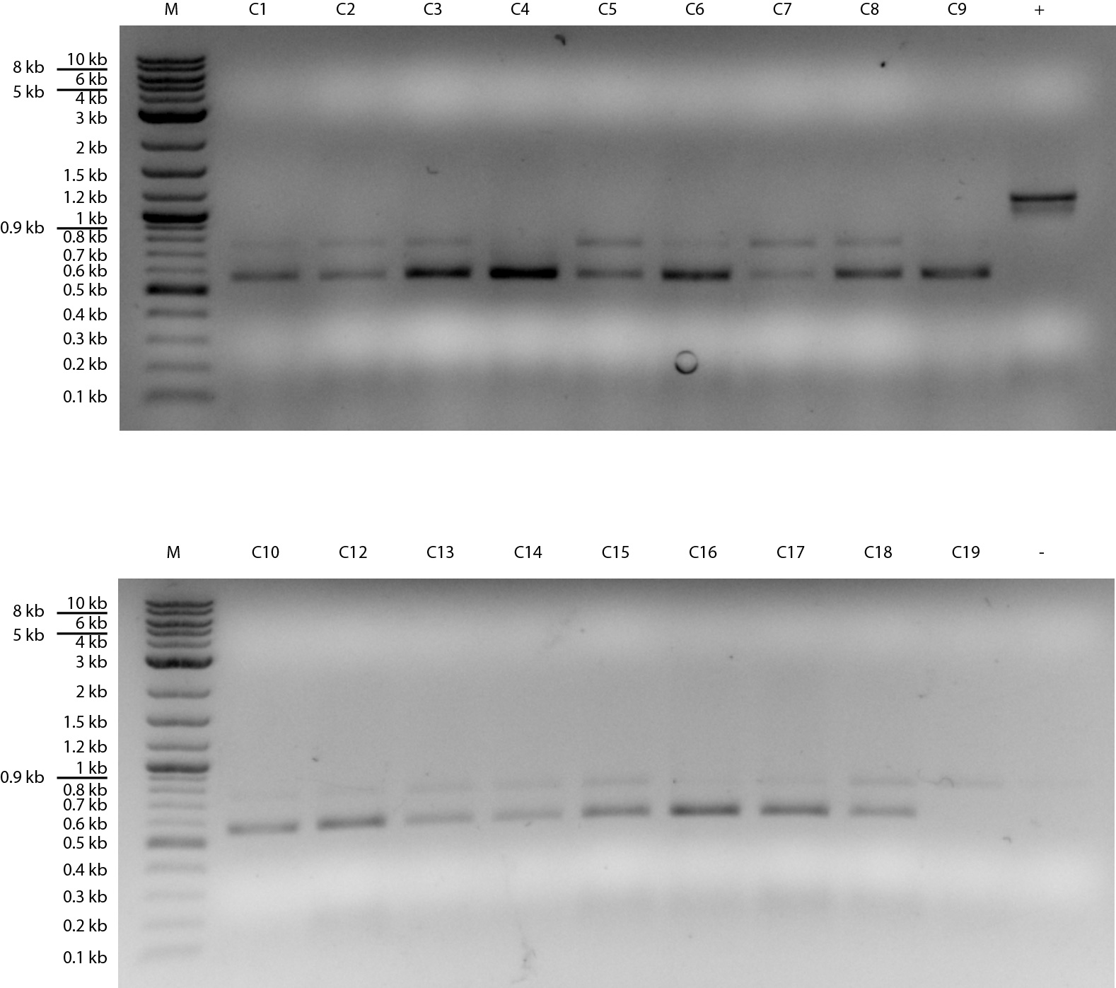 01102017 colony pcr 17 colonies potential GFP reporter transformants all negativecrobbedMarked.jpg
