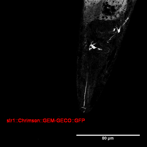 T--SUSTech Shenzhen--C.elegans AWB GFP.png