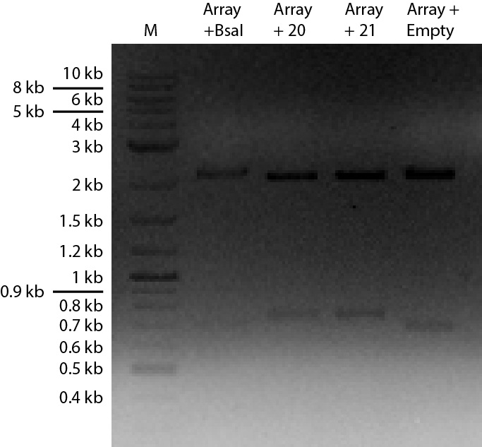 01112017 crispr array parts and pNIScrobbedmarked.png