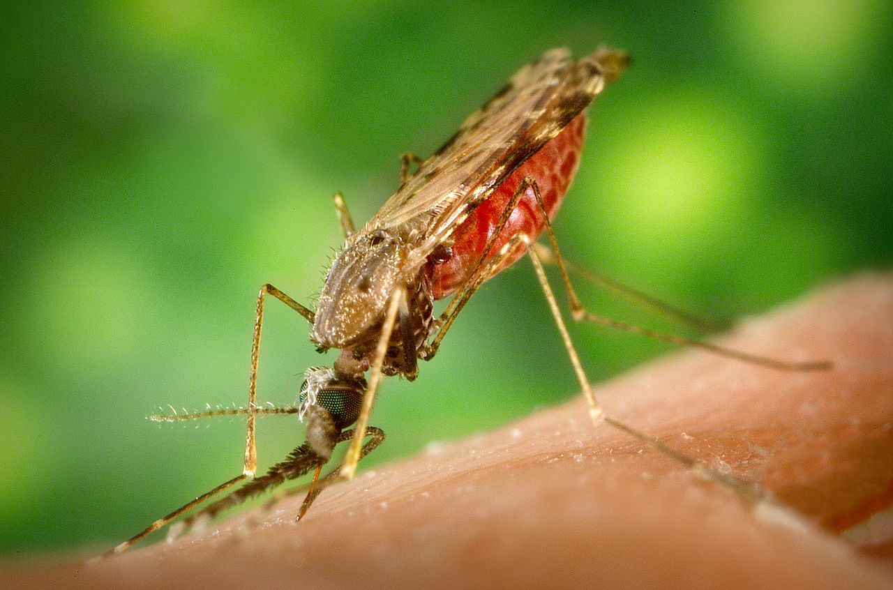 2017tongji image 1280px-Anopheles albimanus mosquito.jpg