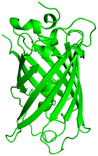 --TU-Eindhoven--Grafisch GFP structure.png