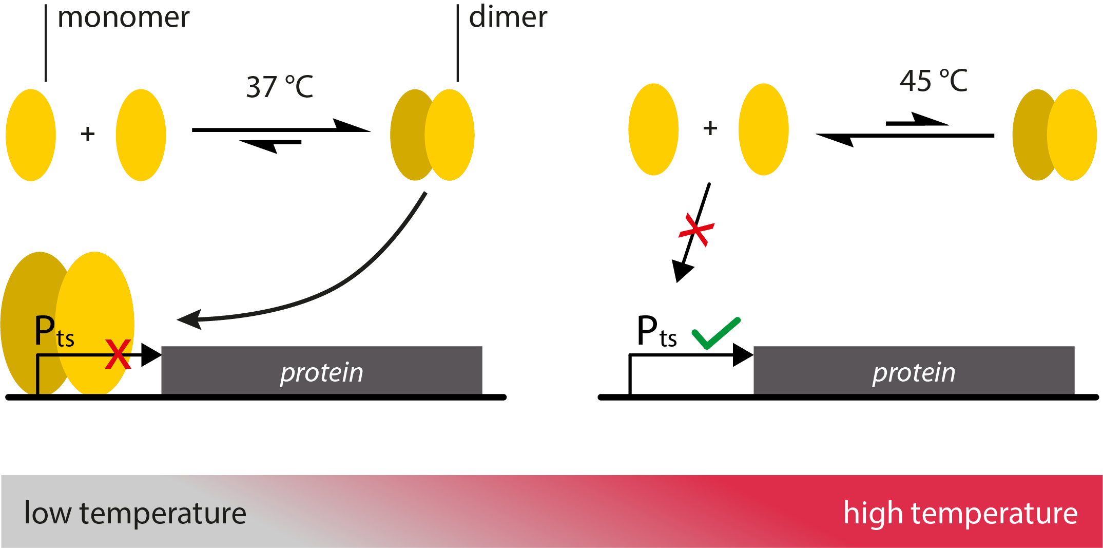 --ETH Zurich--Protein Heat Sensors.png